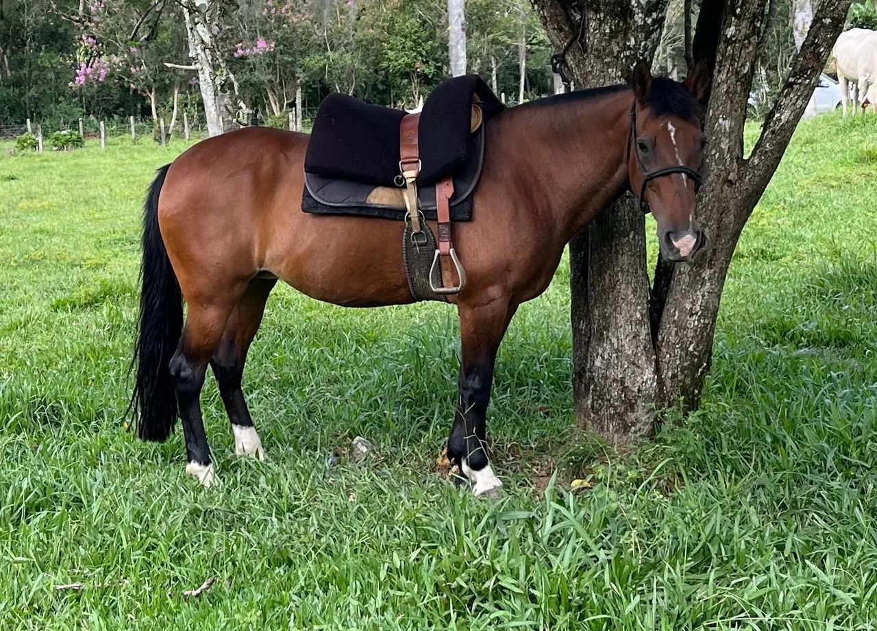 Vendo égua crioula colorada - Foto 3