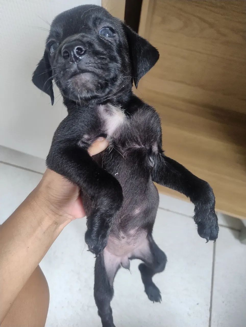 Cachorro  - Foto 4
