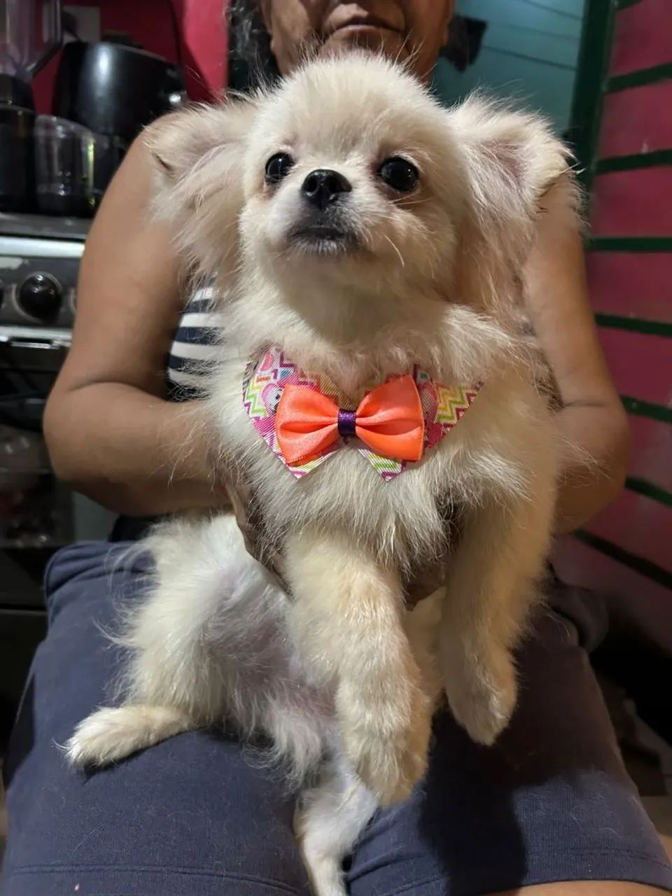 Vendo Spitz Macho puro - Foto 2