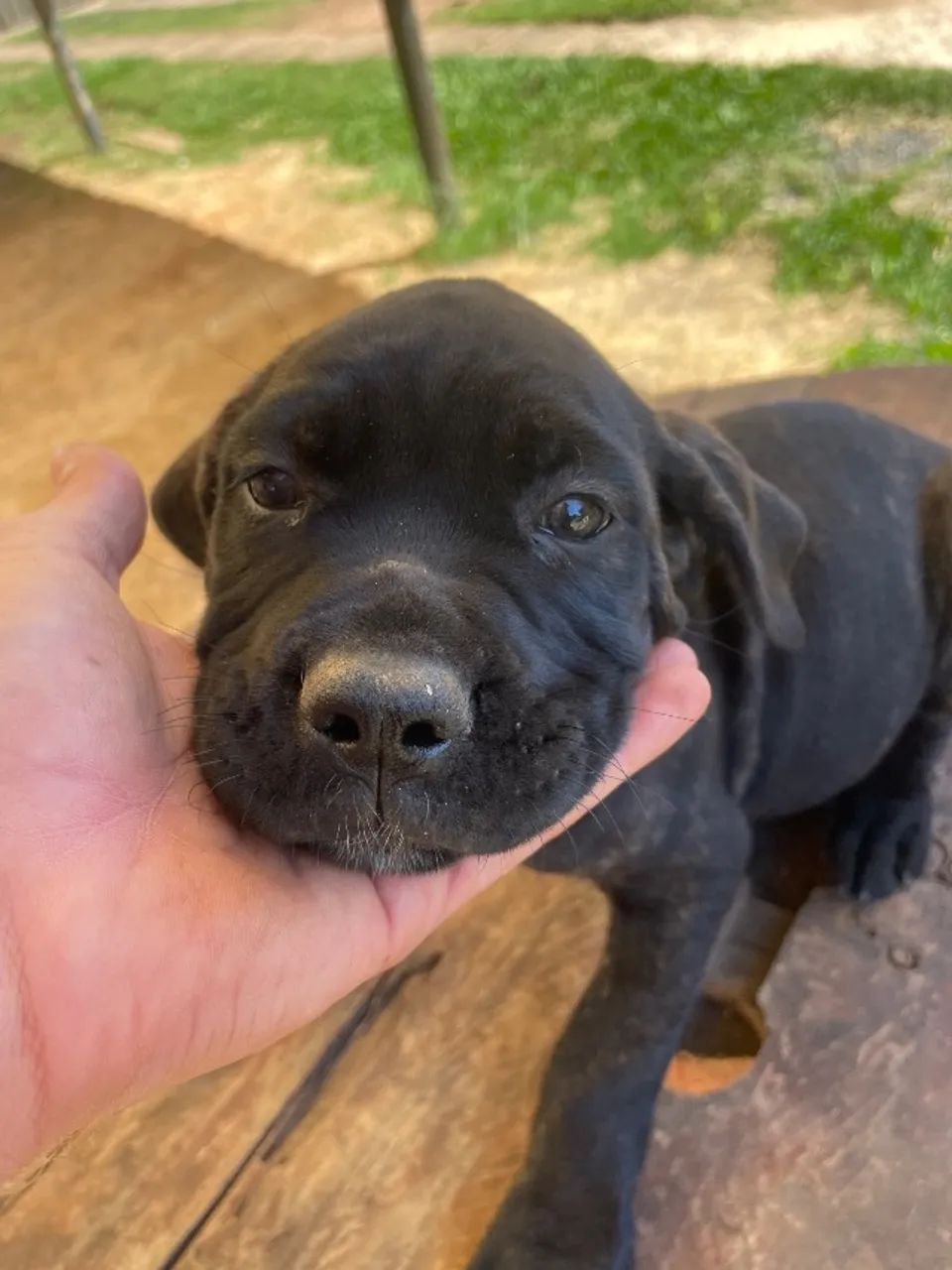 Fêmea e macho de Cane Corso, casal  - Foto 3