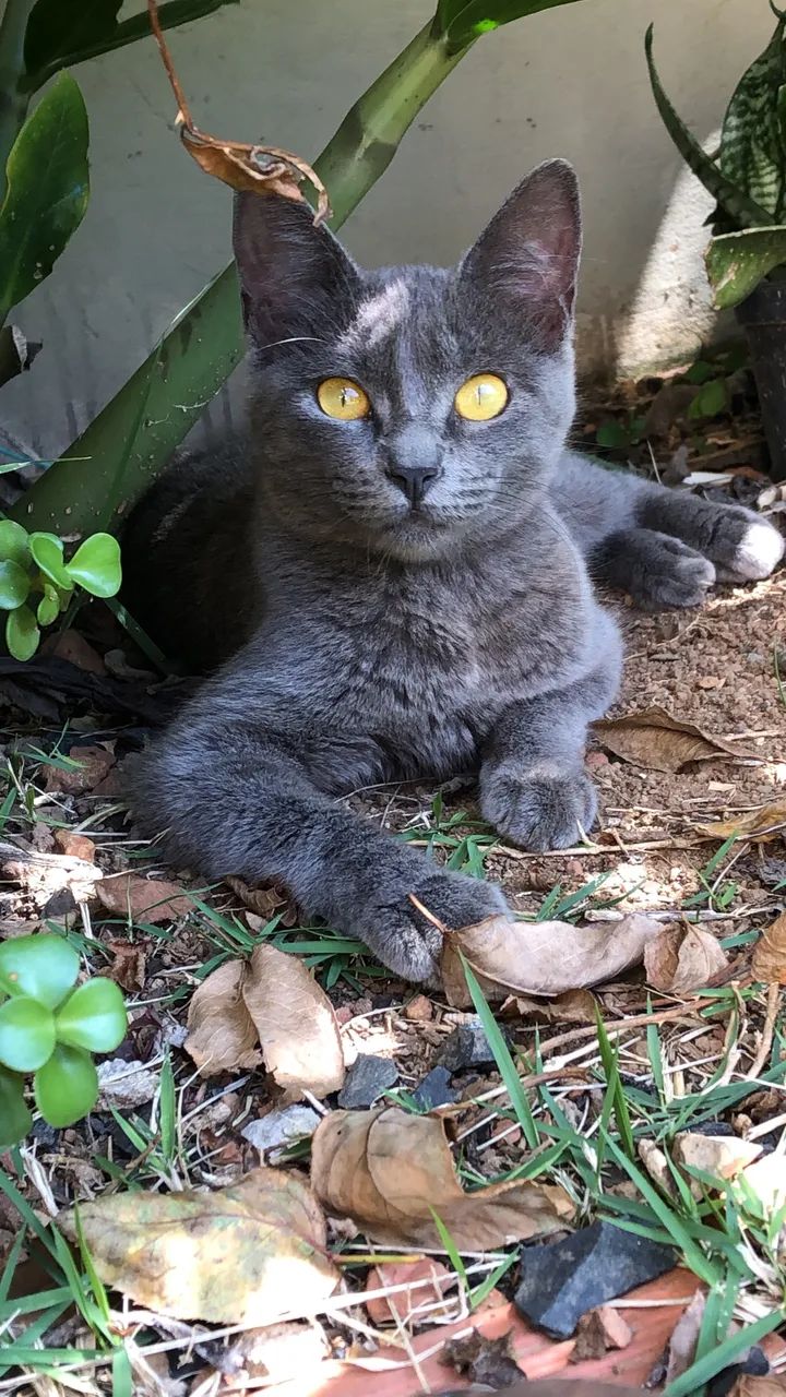 Gato de raça korat - Foto 2