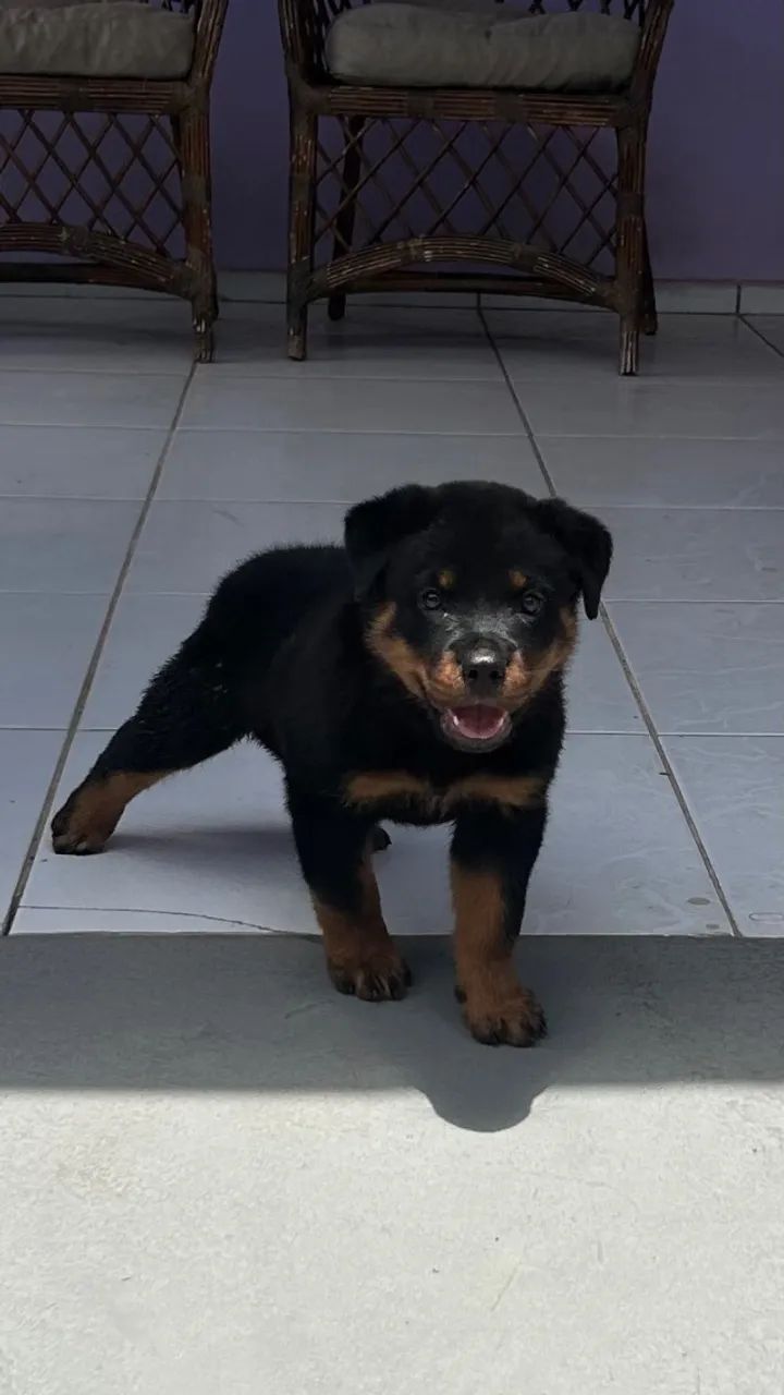 Rottweiler  - Foto 2
