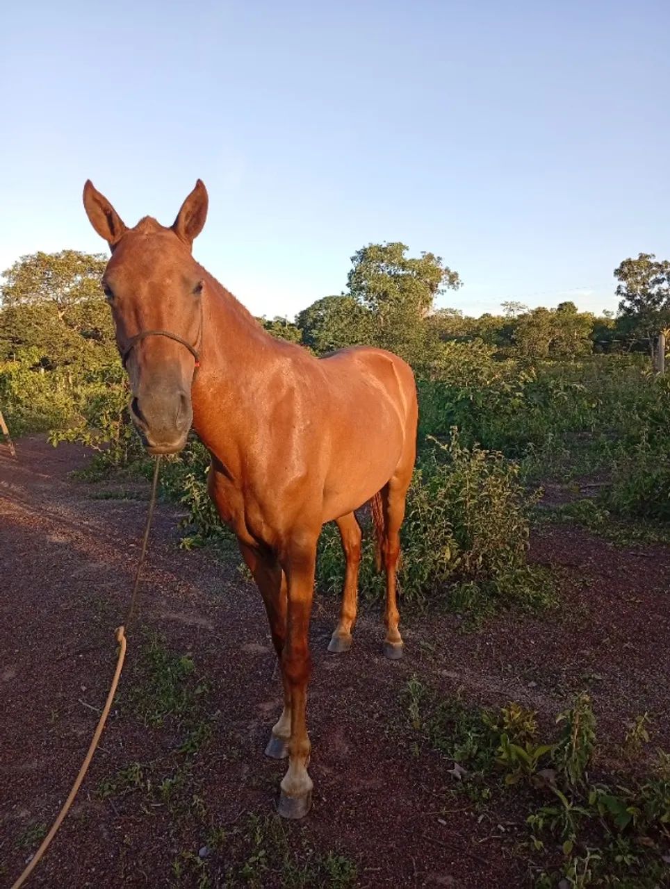 Égua  - Foto 4