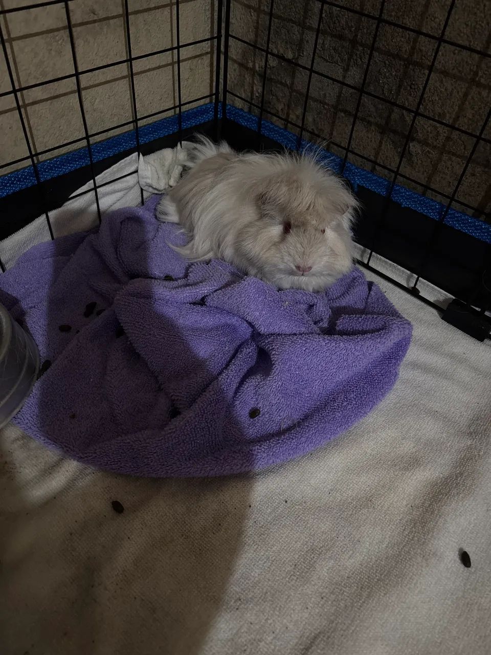 Vendo porquinha da índia 