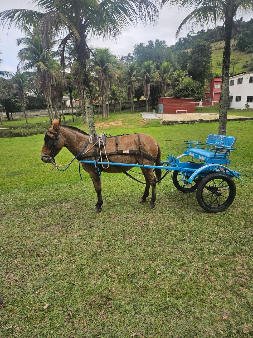 Mini mula com charrete 