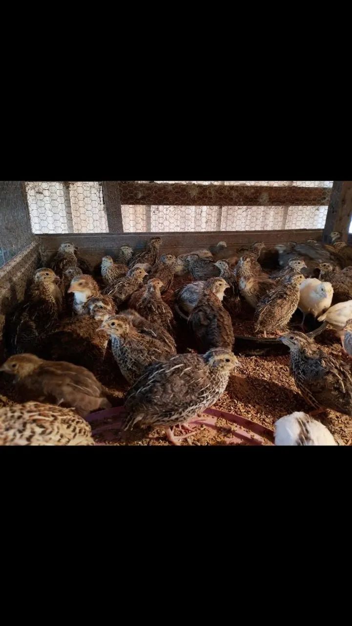 Codornas gigante e postura 