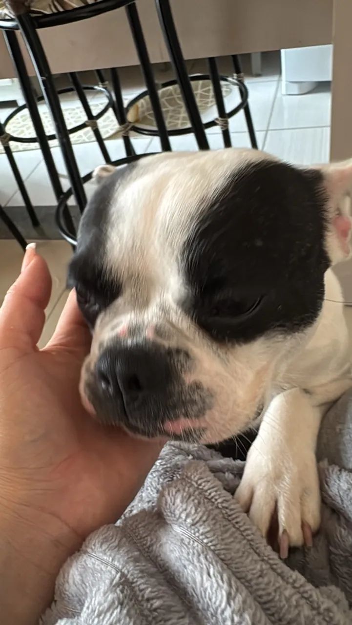 Buldogue francês  2.000 - Foto 5