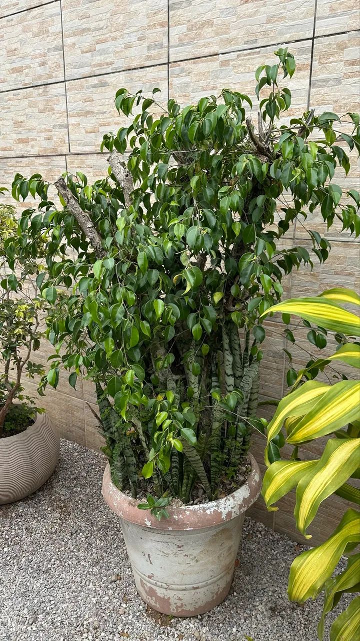 Planta grande