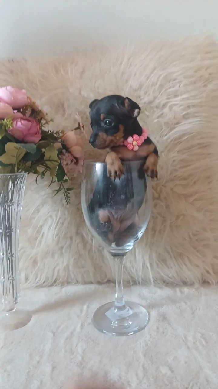 Filhote de pinscher zero - Foto 3