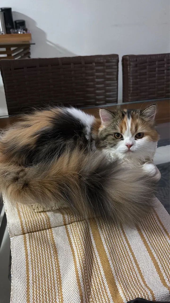 Gato - Foto 3