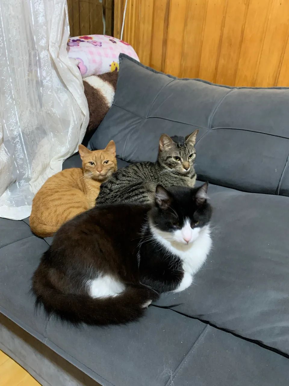 DOAÇÃO DE GATOS - Foto 2