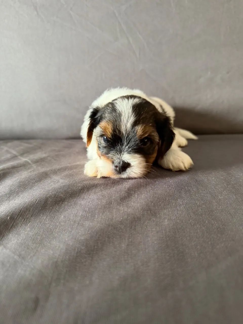 BIEWER TERRIER