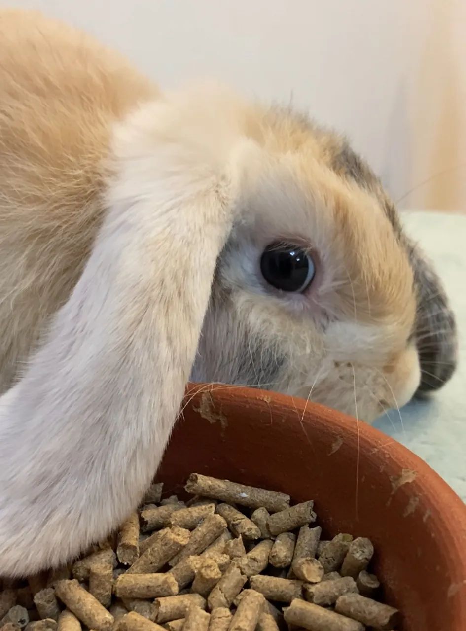 Coelho filhote Mini Lop Arlequim - Foto 2