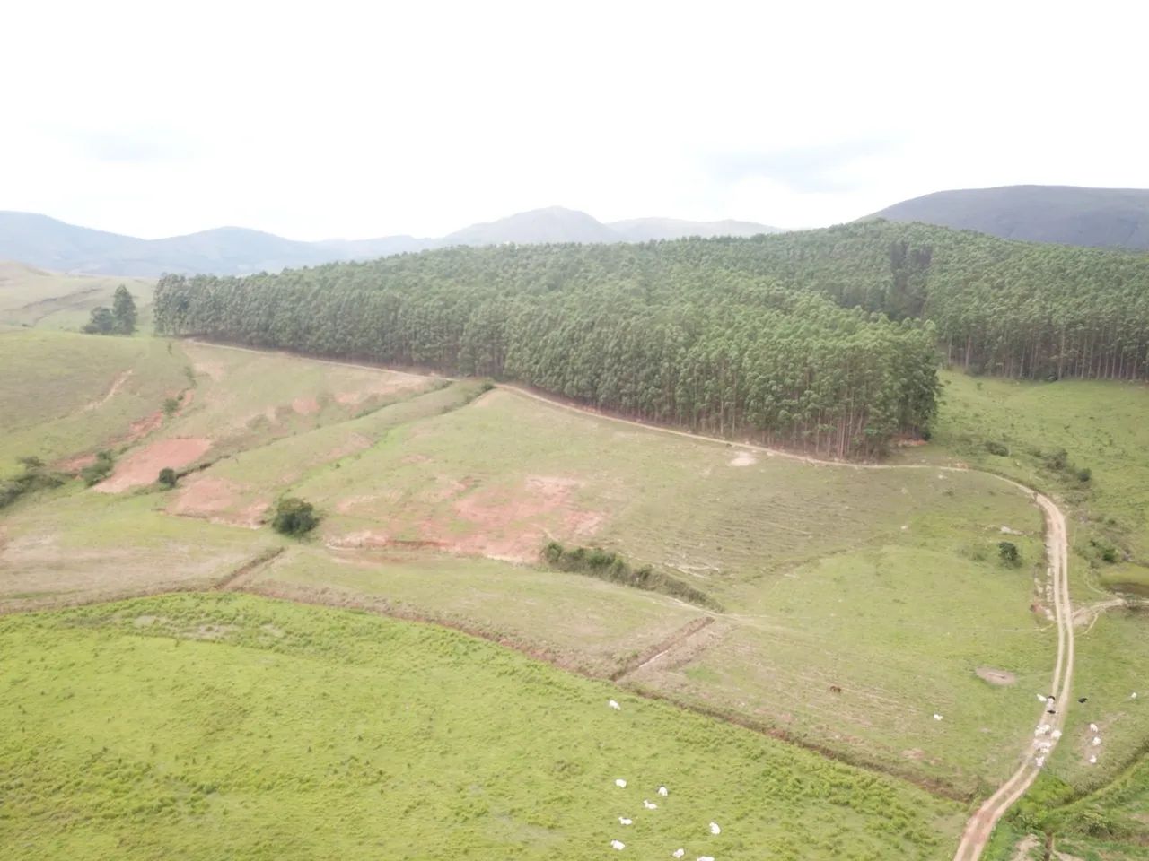 Fazenda 904 hectares  - Foto 4