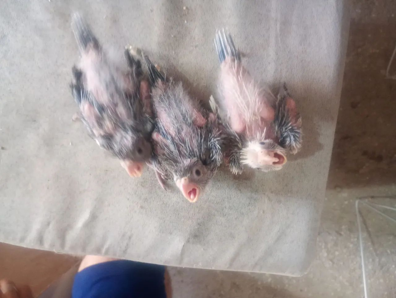 Lupitos 