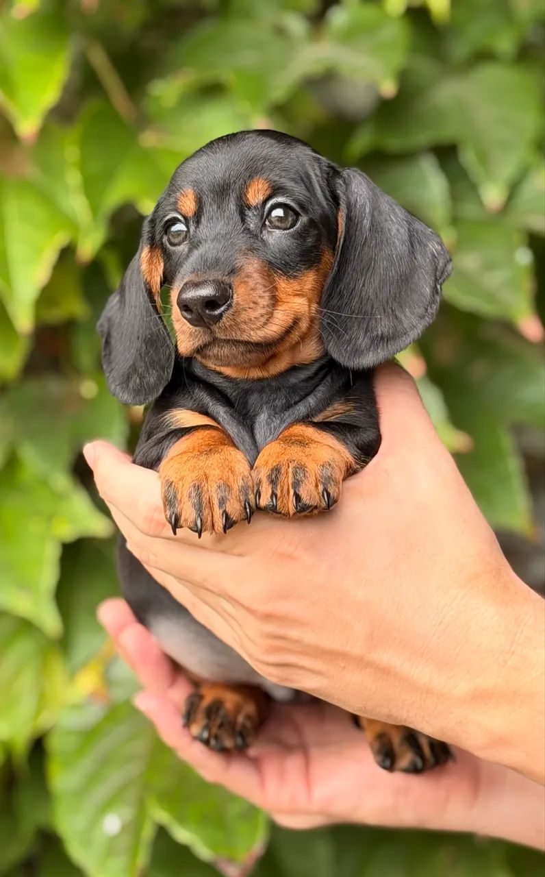 Dachshund Filhotes Linguicinha Salsichinha - Foto 5