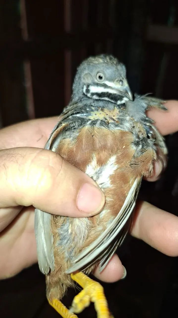 Codornas chinesinhas e ovos fértil  - Foto 2