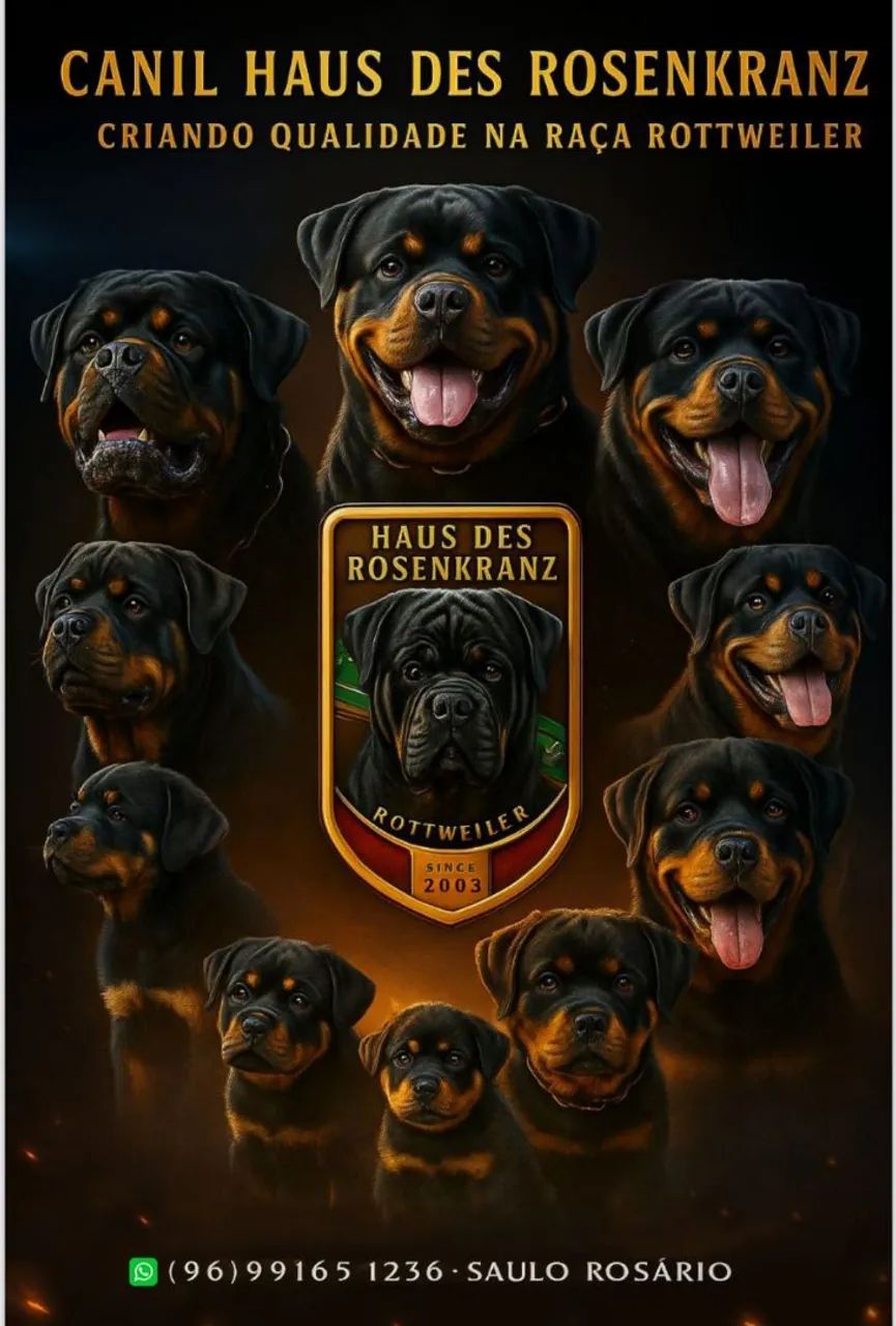 Vendo filhotes de Rottweiler Puros. 