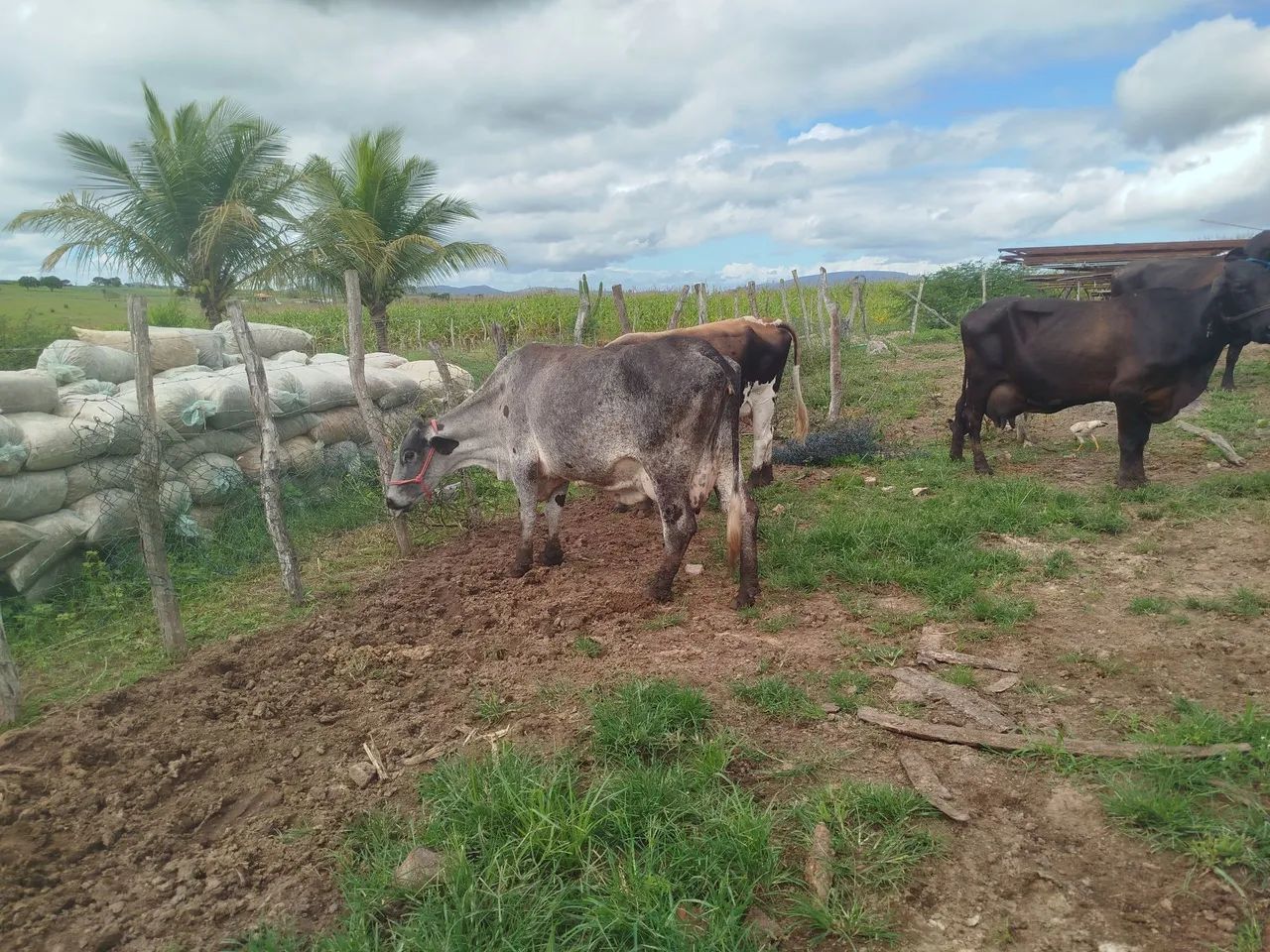 Vacas de leite  - Foto 4