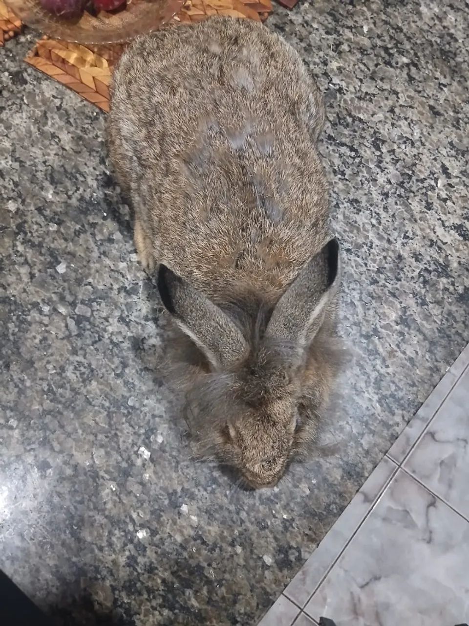 coelha pronta engravidar com 4kg - Foto 4