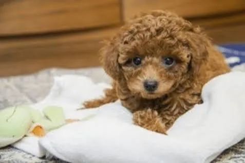Poodle com a certeza do negócio bem feito 