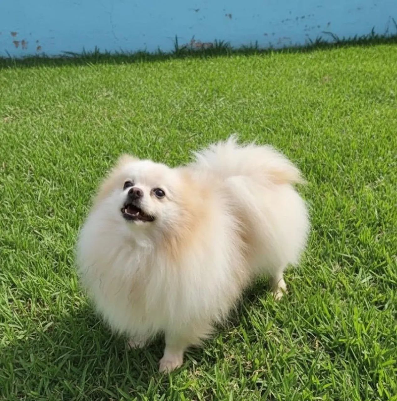 Spitz alemão Lulu da Pomerânia macho adulto  - Foto 2