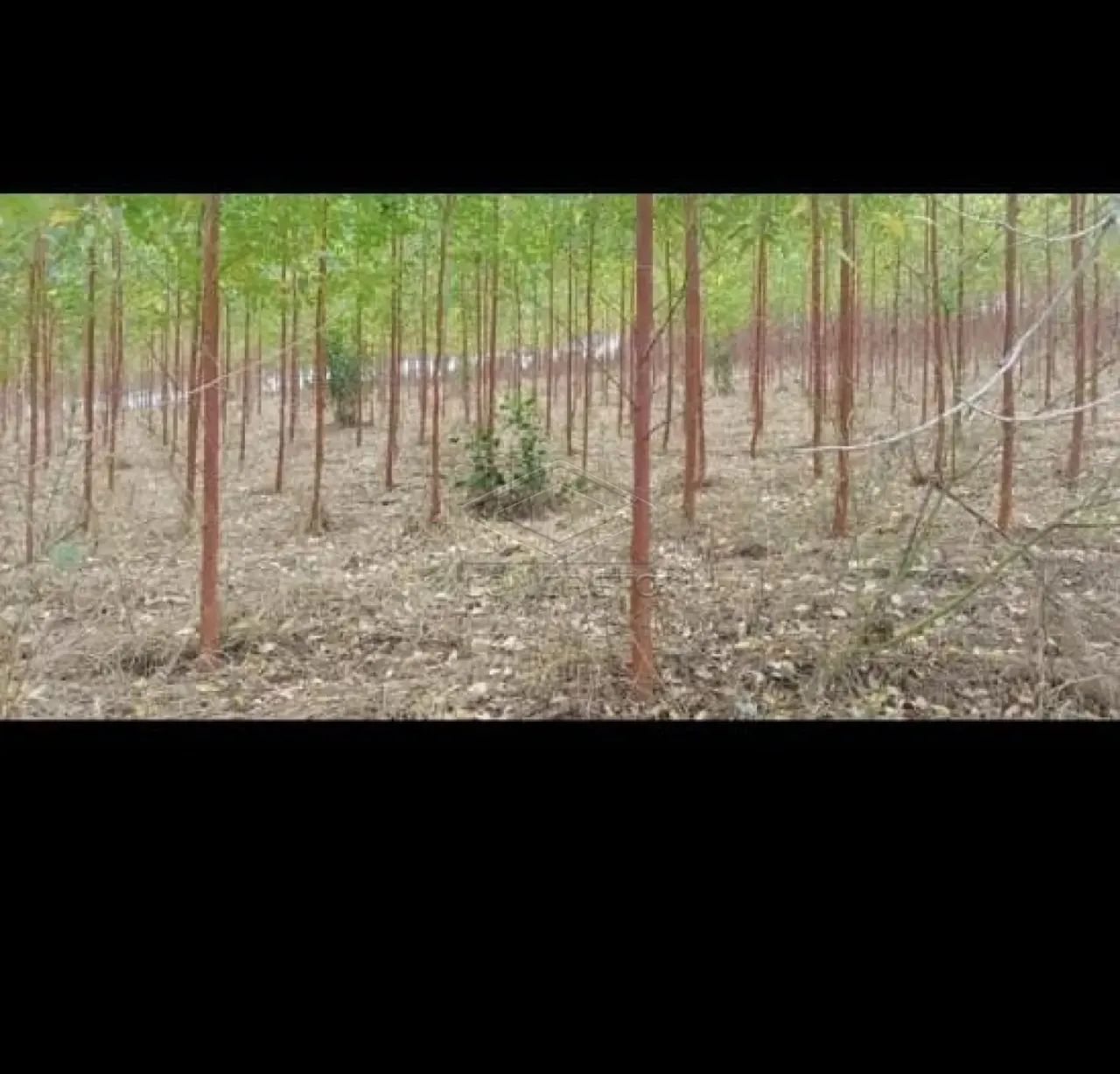Rural ChácaraFazenda em Bofete - Foto 2