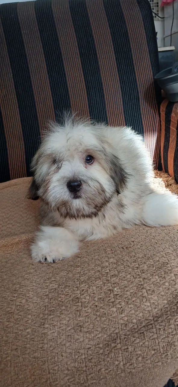 Filhote de lhassa apso  - Foto 5