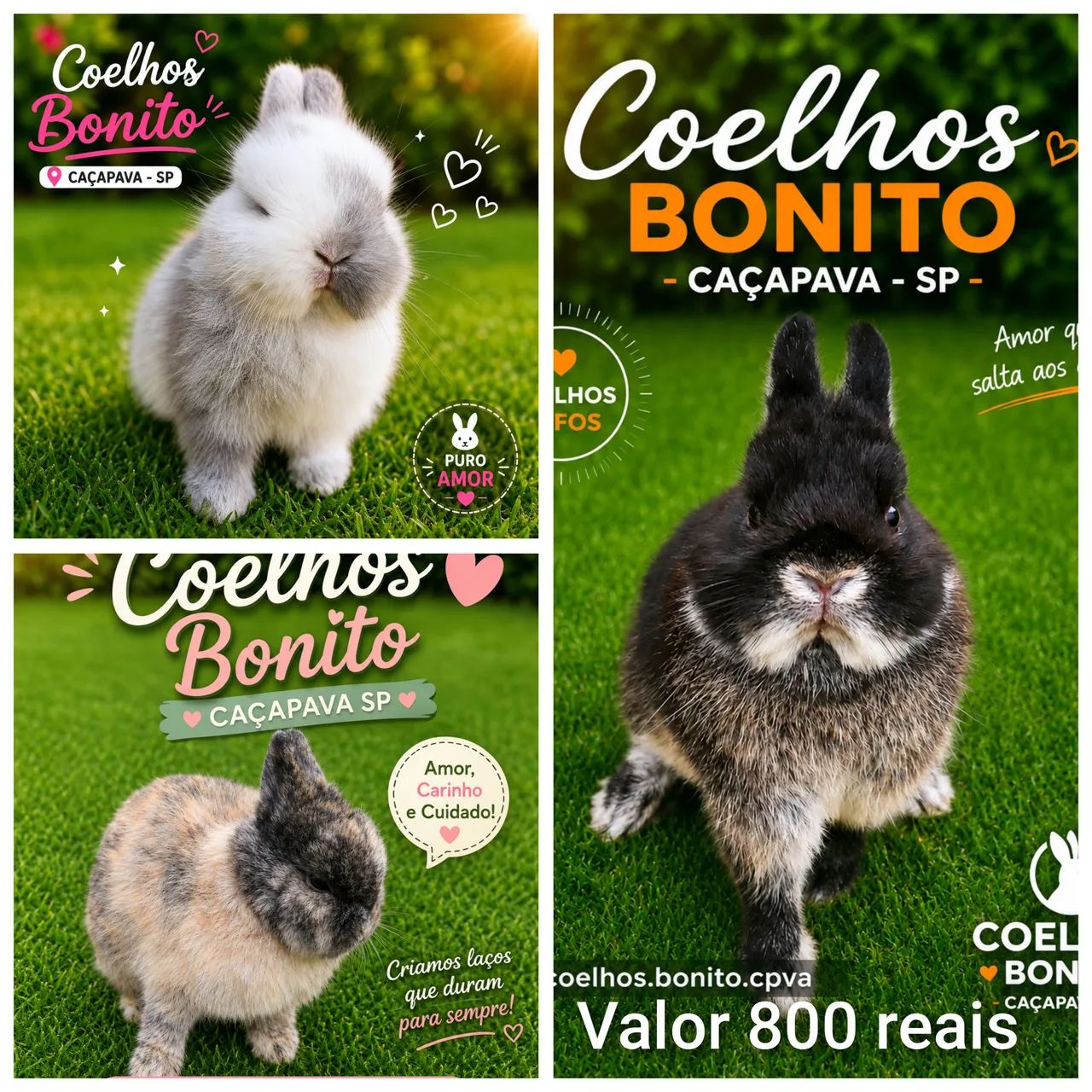 Coelho anão Dwarf padrão show 