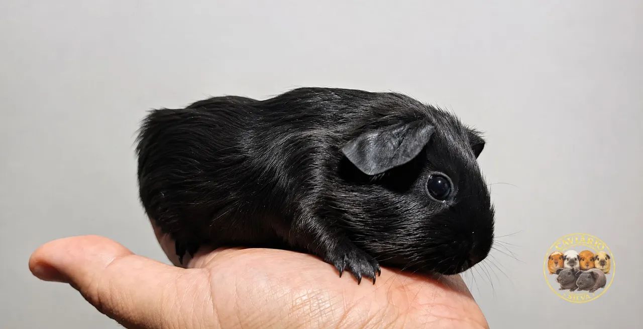 Porquinho da india self black Macho
