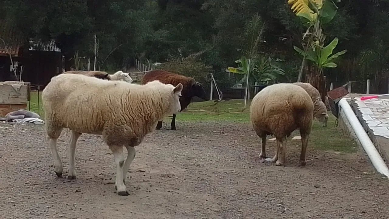 Lote de carneiro 