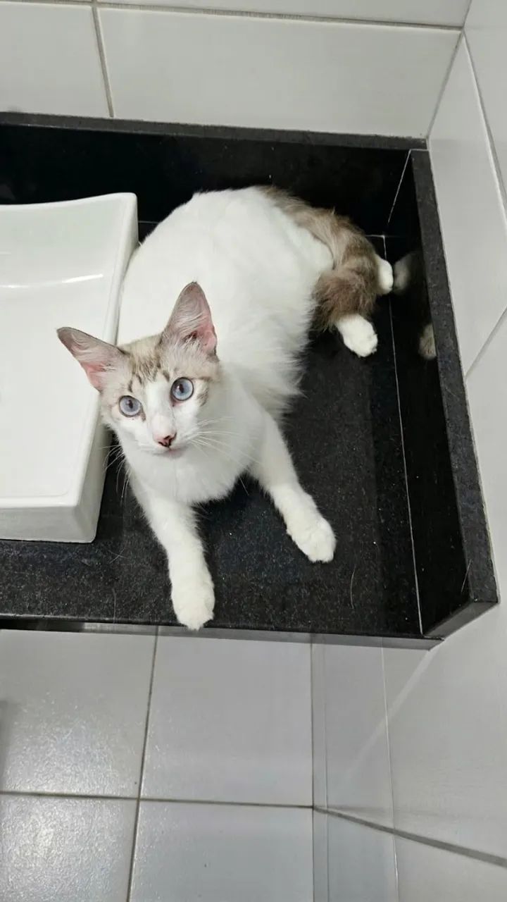Gatos para adoção  - Foto 3