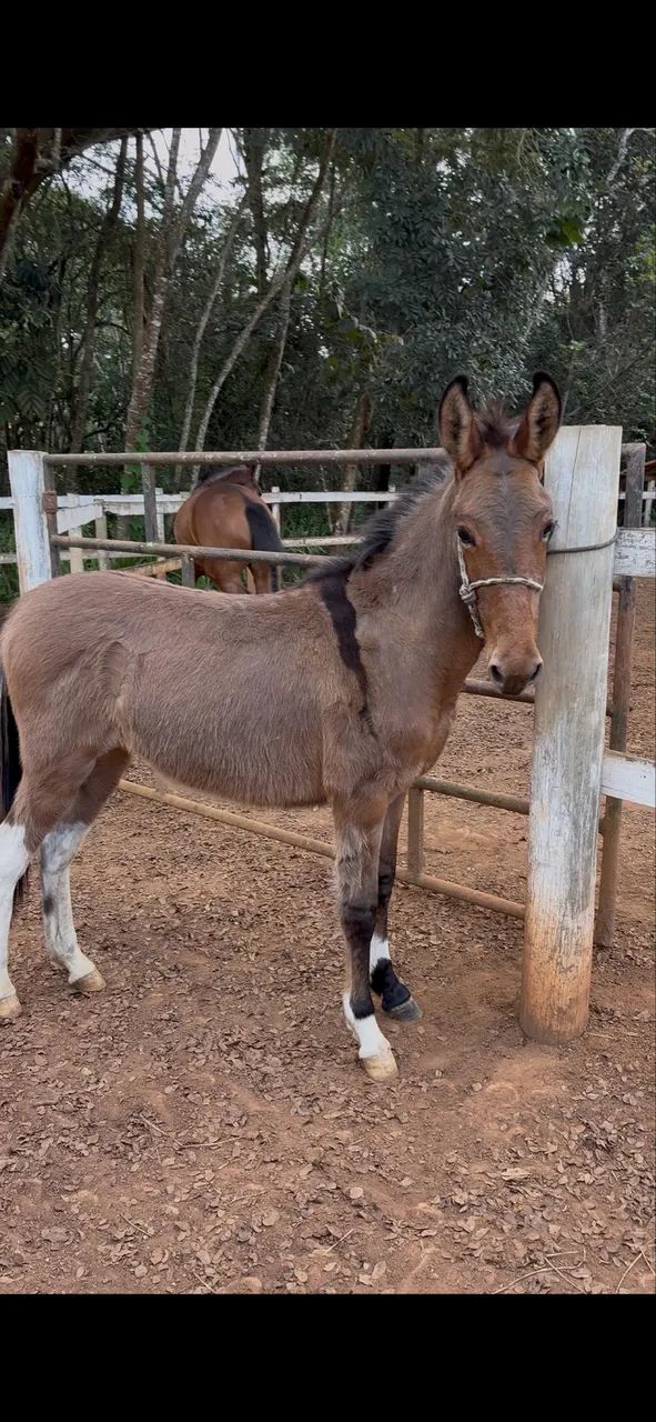 Burro Marchador