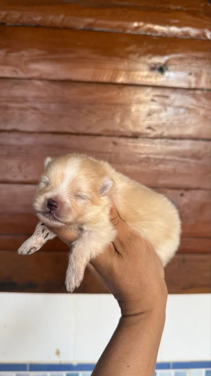 Spitz macho anão  - Foto 2