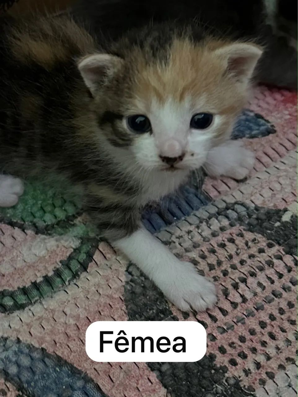 Filhotes de gato