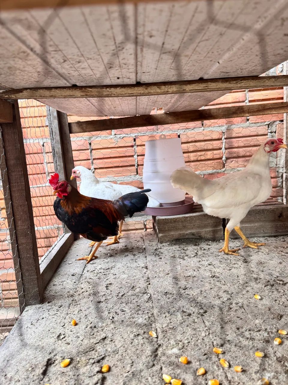 Galinhas garnisés 