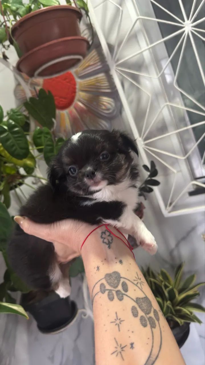 Chihuahua Macho 