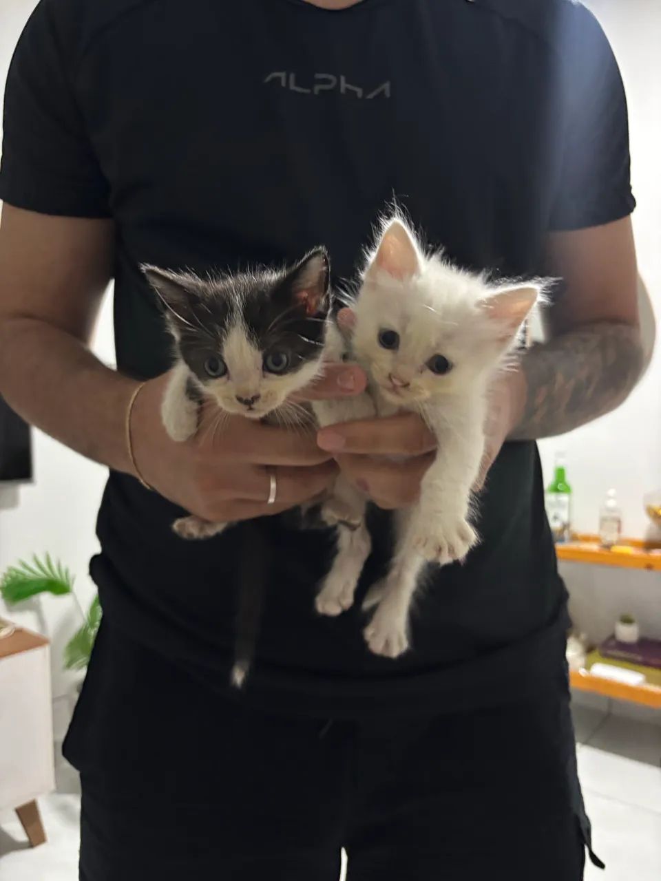 Gatinhos para adoção  - Foto 2