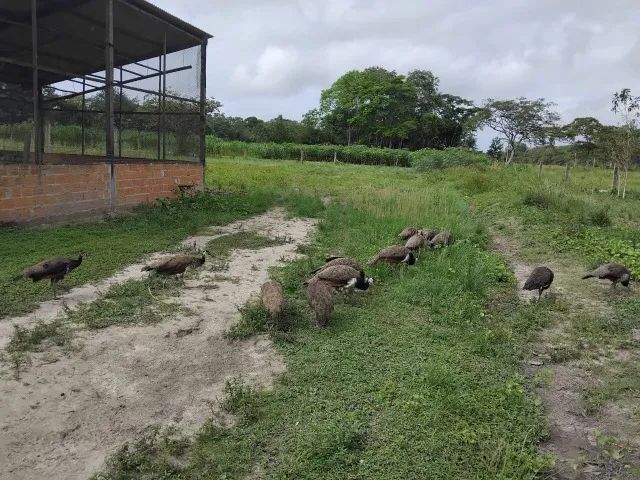 Pavões - Foto 2
