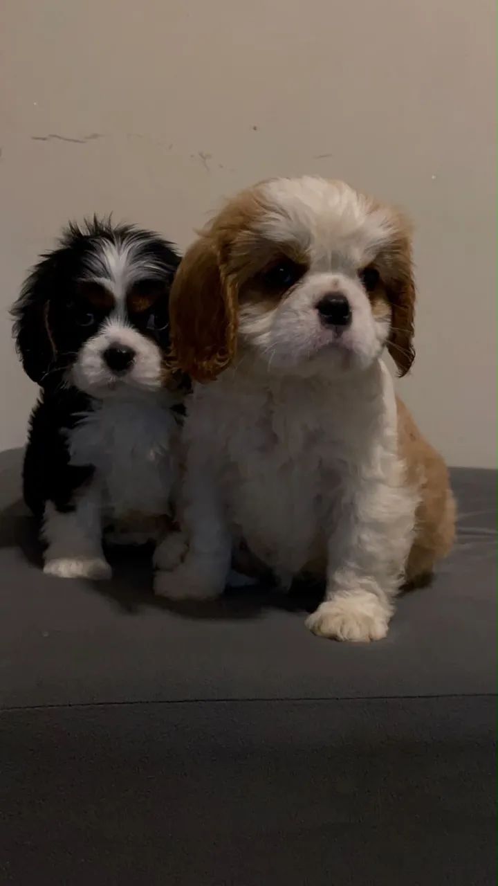 Cavalier filhotes a pronta entrega  - Foto 4