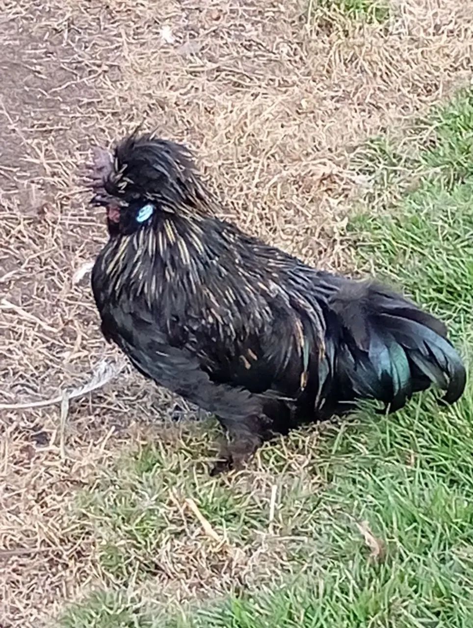 Galos Sedosa com polonesa. - Foto 4