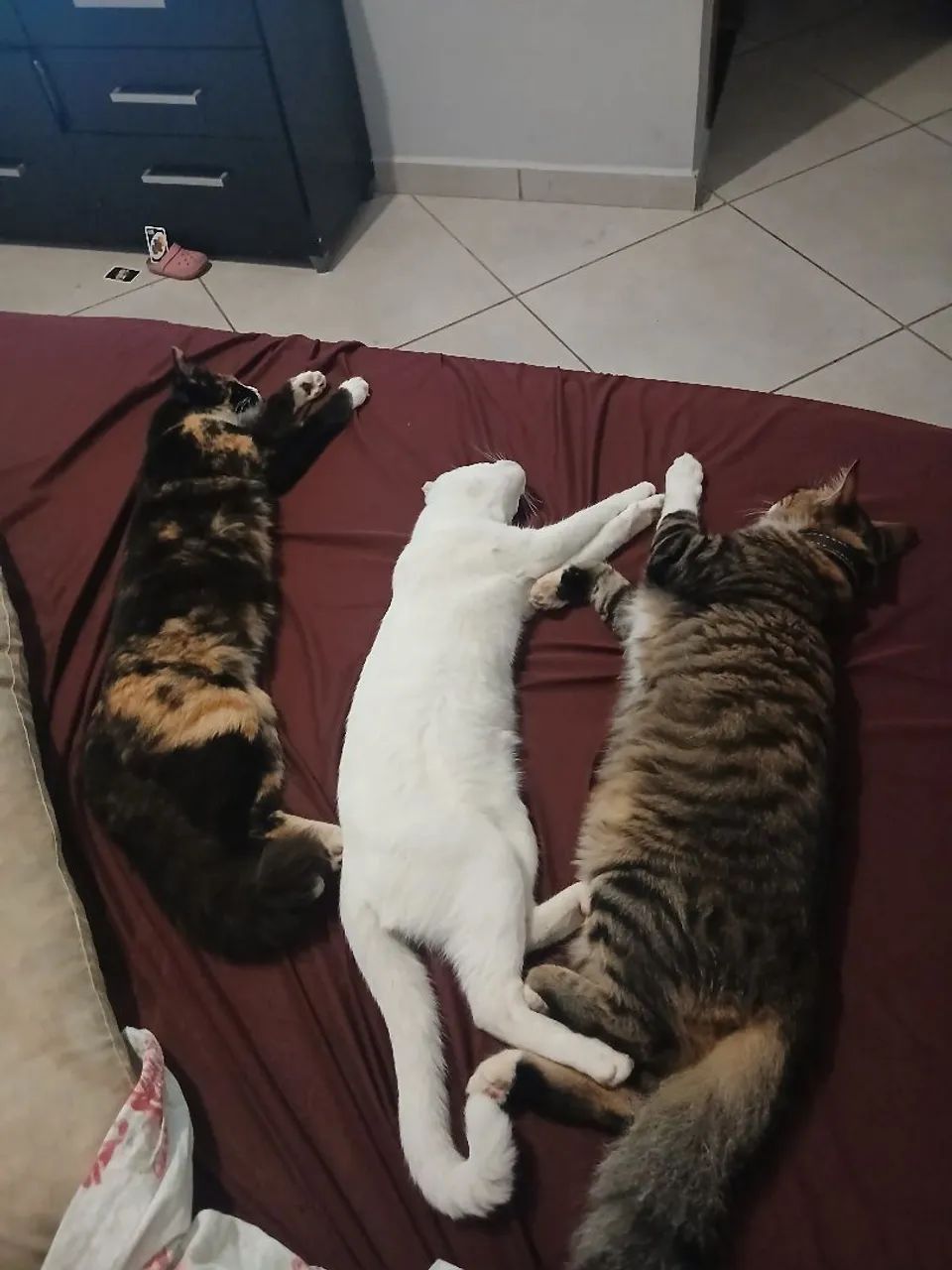 Gatos para adoção responsável  - Foto 6