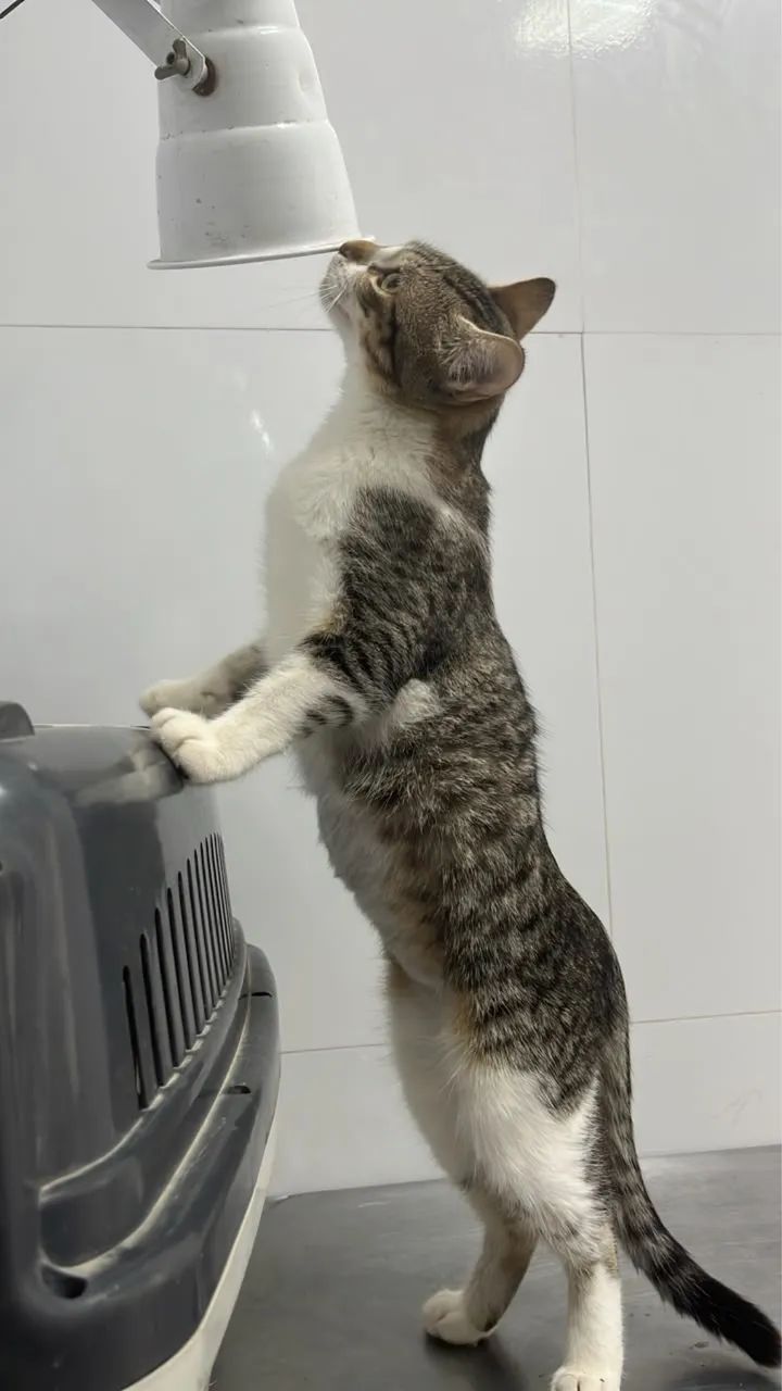 Gatinha castrada adoção  - Foto 4