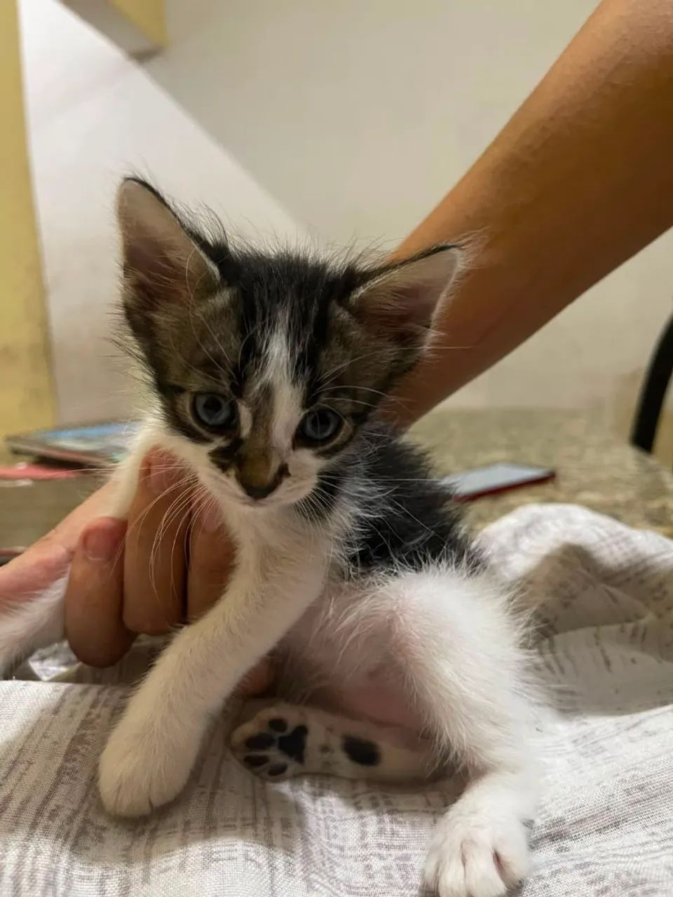 Doação de gatos  - Foto 3