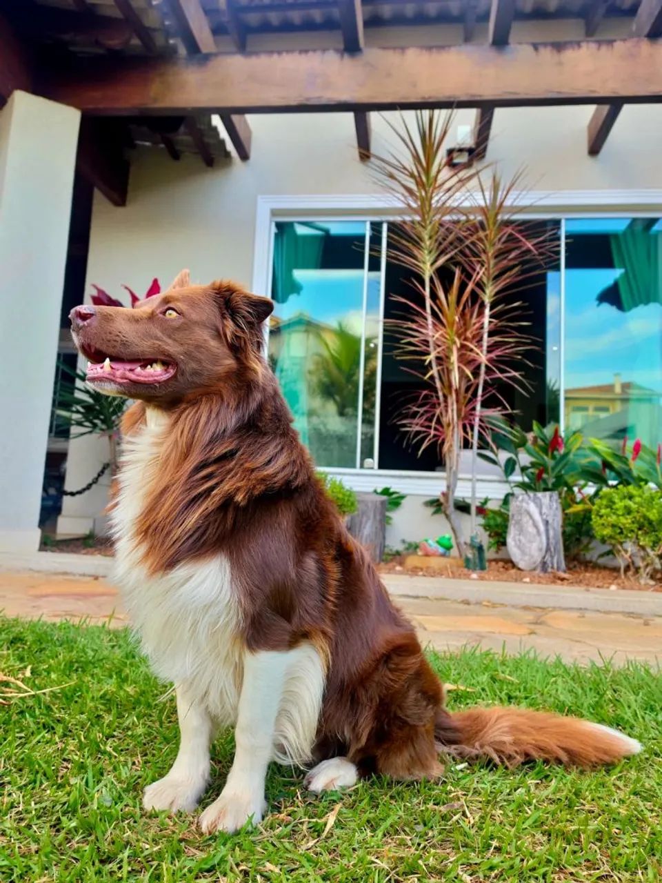 Border Collie - Macho