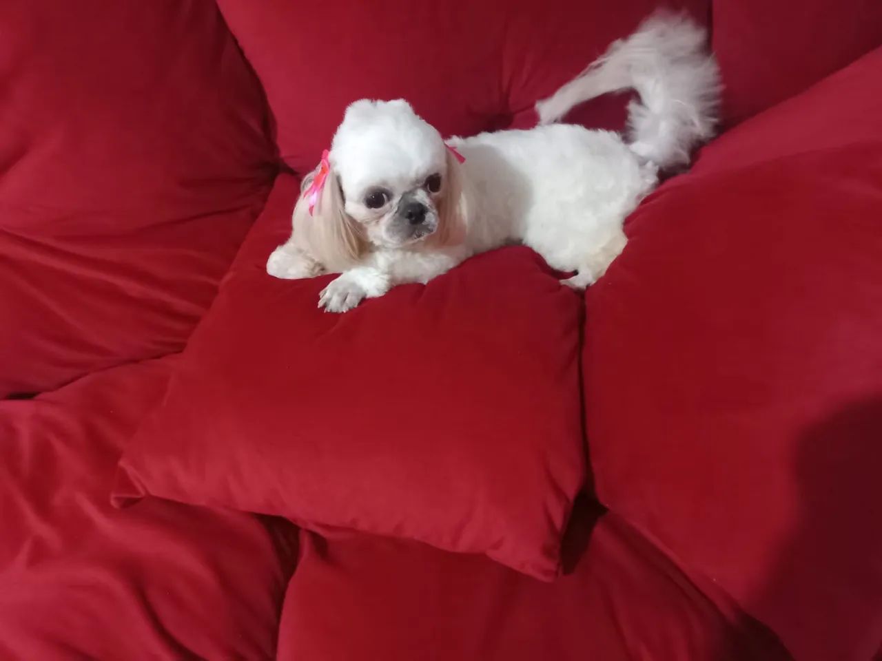 Shitzu fêmea (dócil - 1 ano e 7 meses)