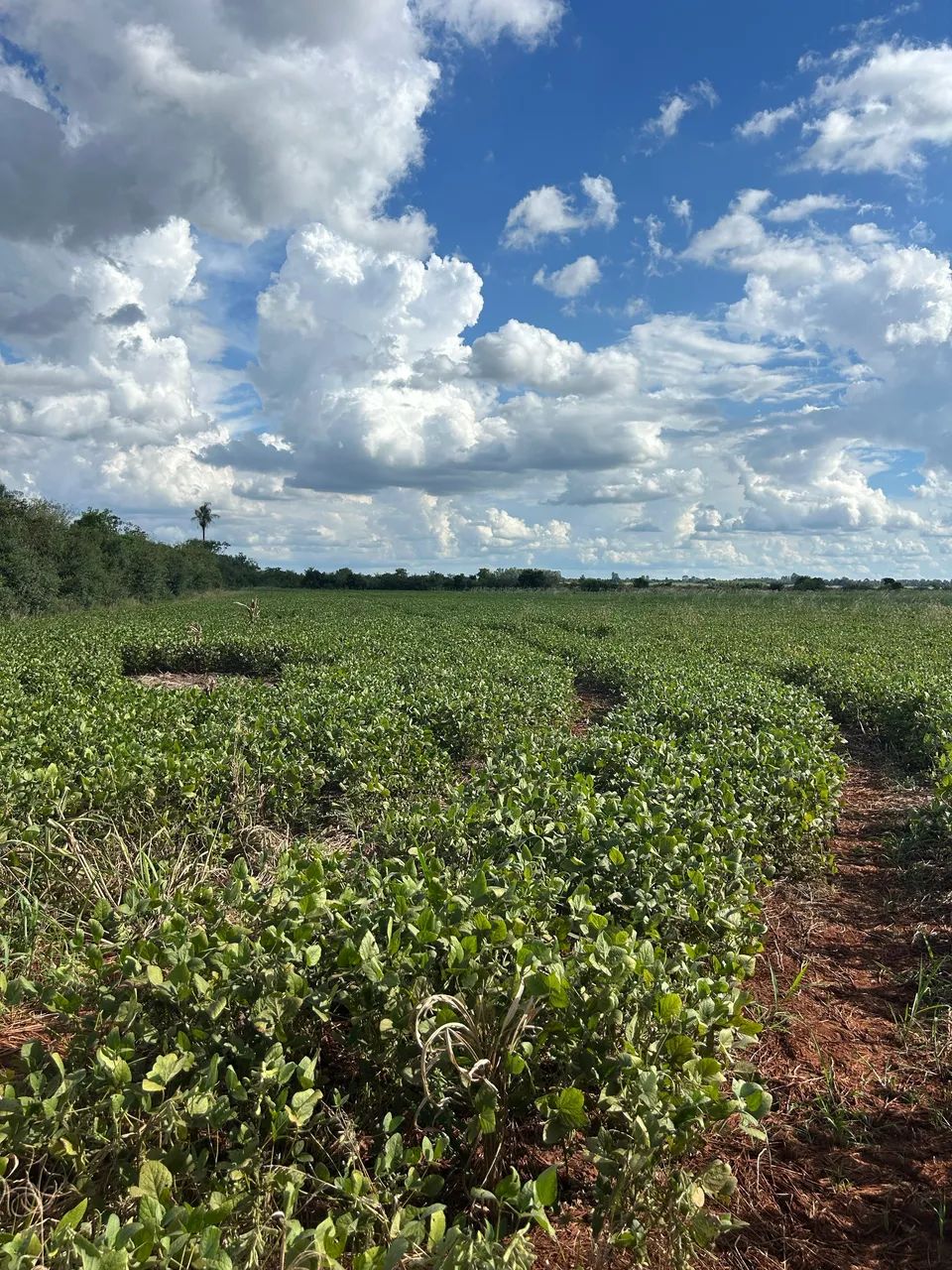 ? VENDE-SE CHÁCARA - SIDROLÂNDIA/MS  - Foto 2
