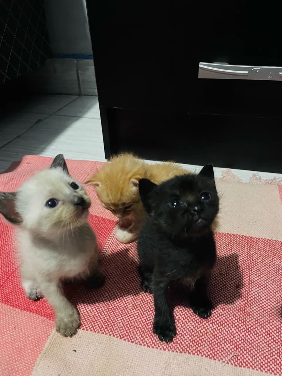 gatinhos - Foto 5