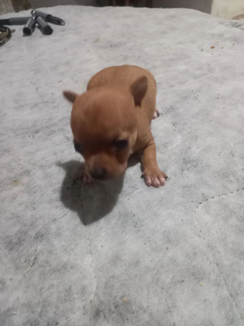 Pinscher macho 1 - Foto 2