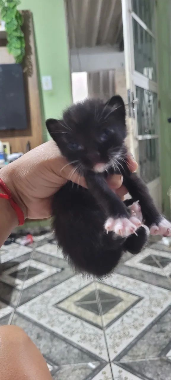 GATOS - Foto 2